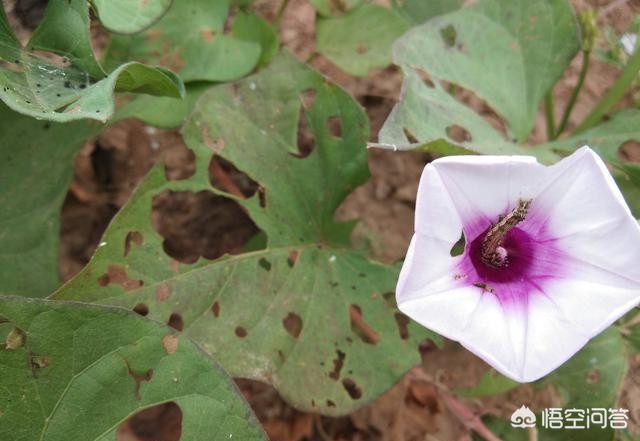 红薯花图片大全（地瓜花有哪些品种？）