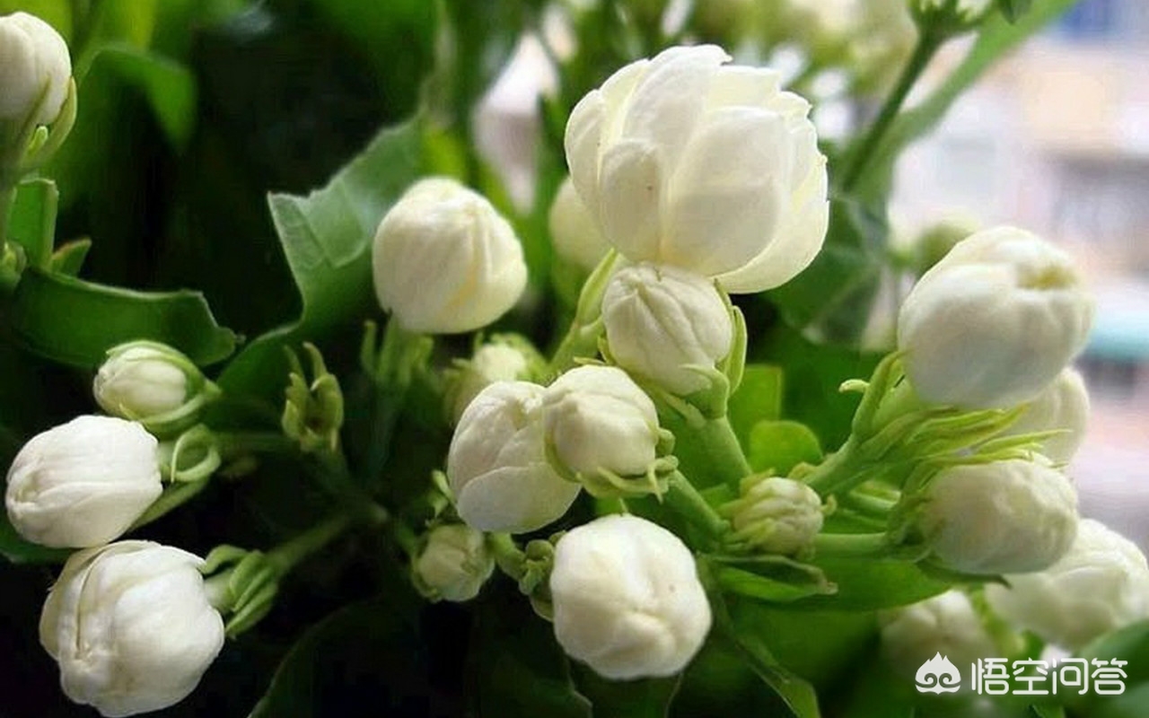 新买的茉莉把花蕾全剪了有影响吗？有没有好处？