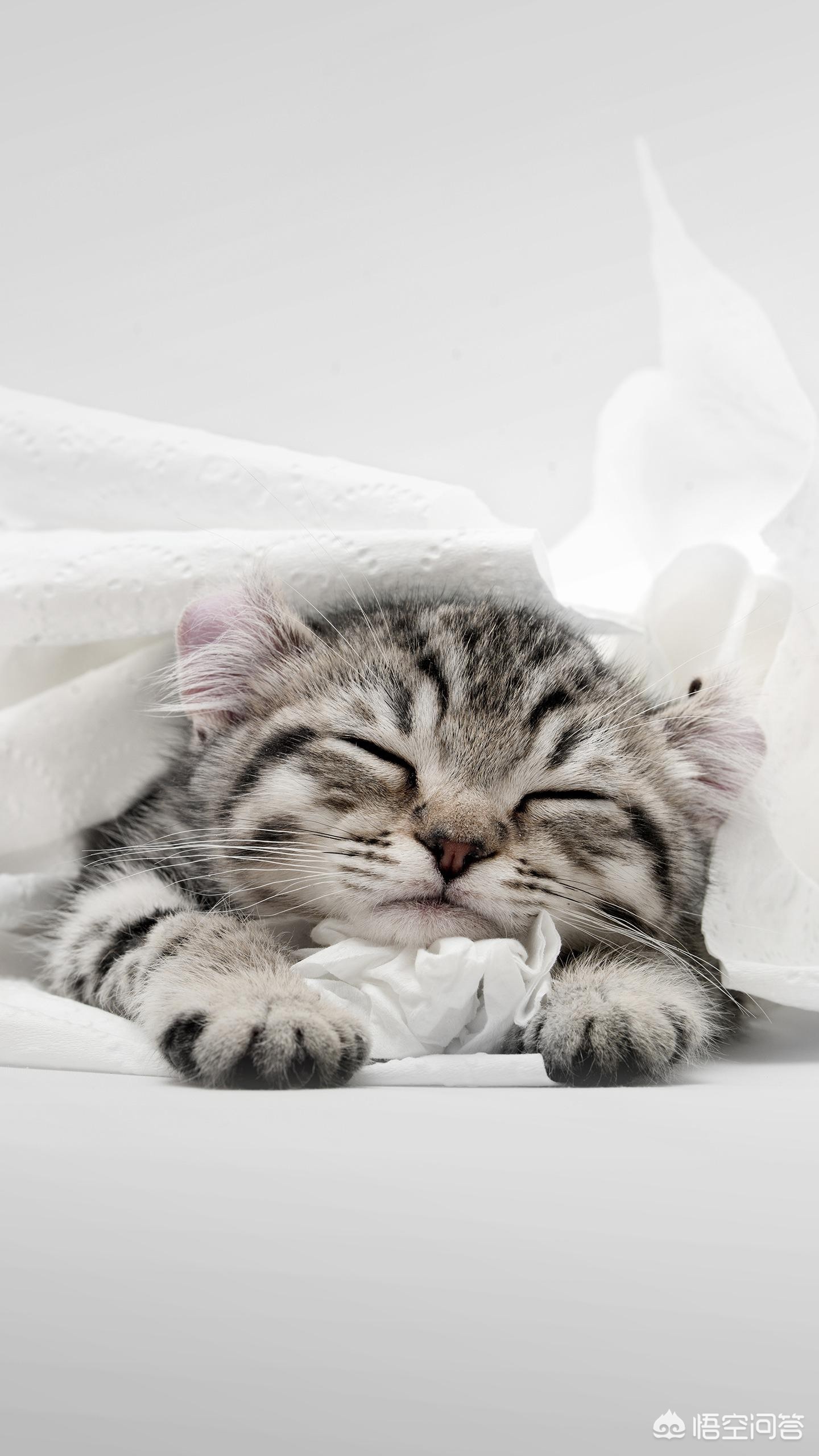 猫快死的七大征兆?:快猫vip 猫快死的七大征兆?:快猫vip