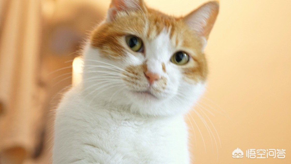 [做你的猫]你愿意做我的小猫咪吗啥意思？