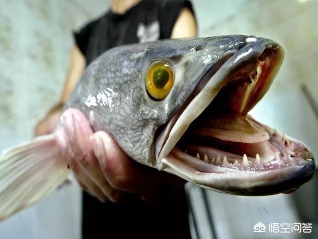 海外生活挣钱买美食，海外卖什么好