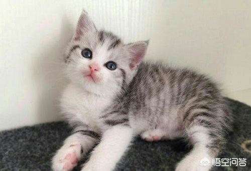 买的猫有猫藓可以退吗？：买猫被传染满脸猫藓