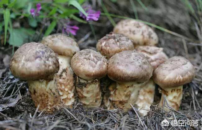 春天到了，在农村山上哪些地方野生的蘑菇多？