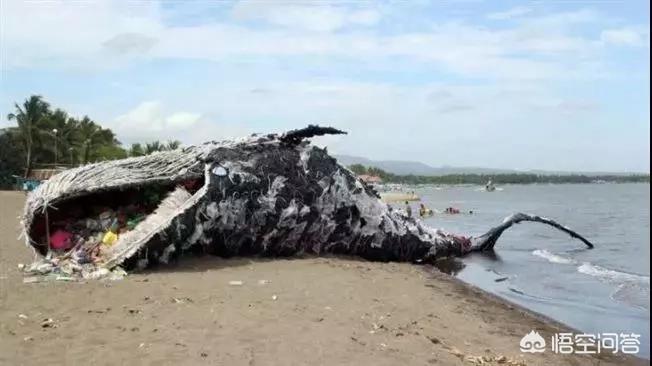 日本多条抹香鲸搁浅（抹香鲸搁浅什么意思？）