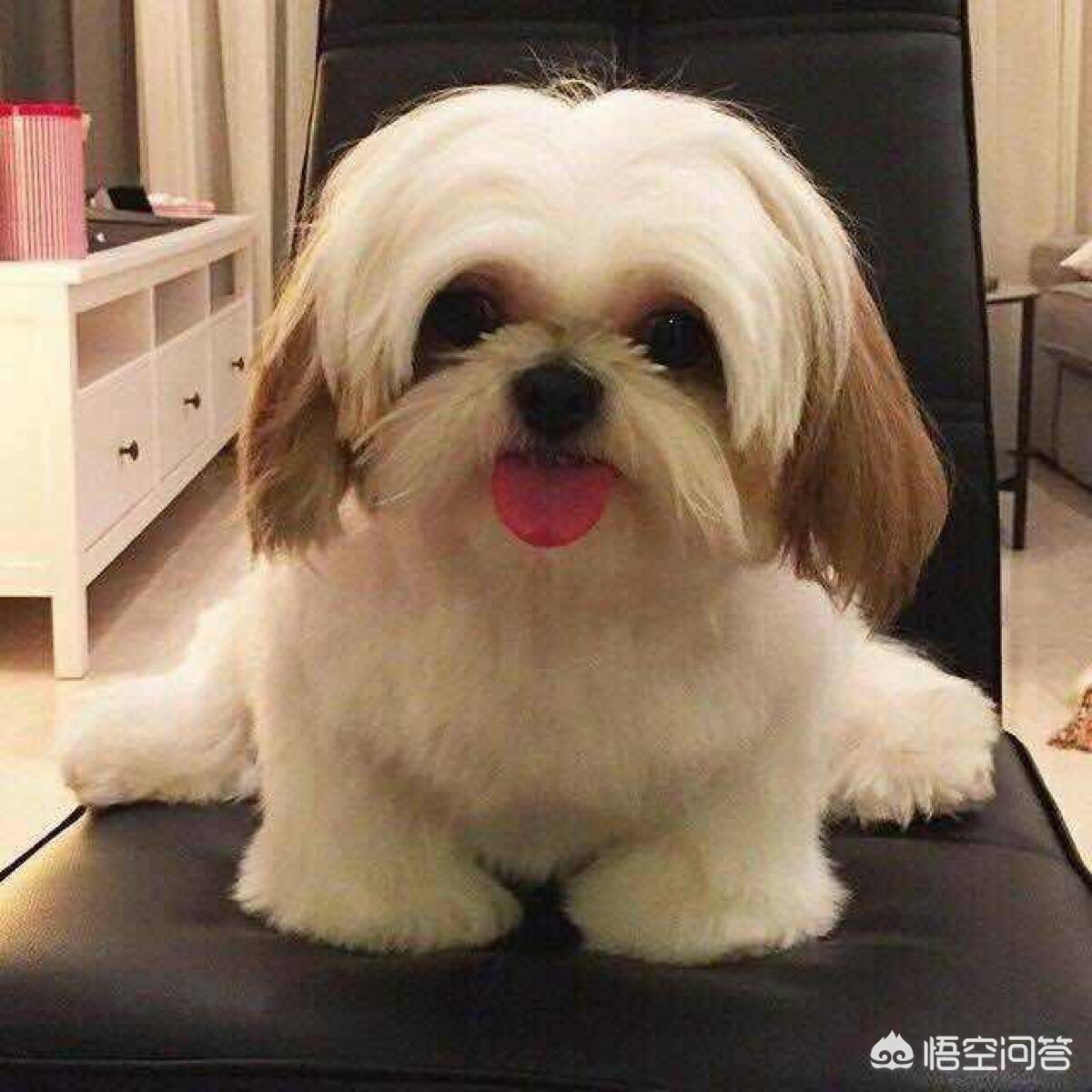 没有狗狗的海外生活，没有狗狗的海外生活视频