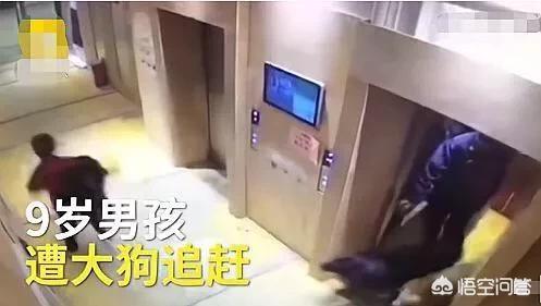 [未牵绳大狗扑1岁娃]遛流浪狗未牵绳撞伤他人，喂养者要赔偿吗？