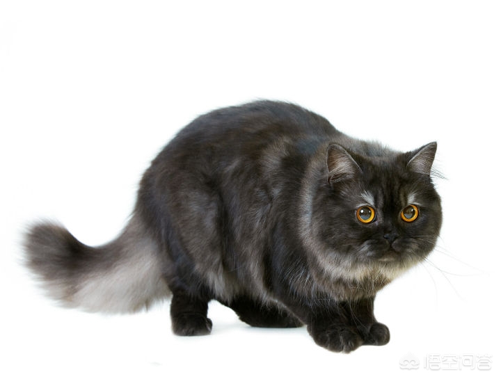 英国猫听不懂中文（养英国长毛猫是怎样的体验？）