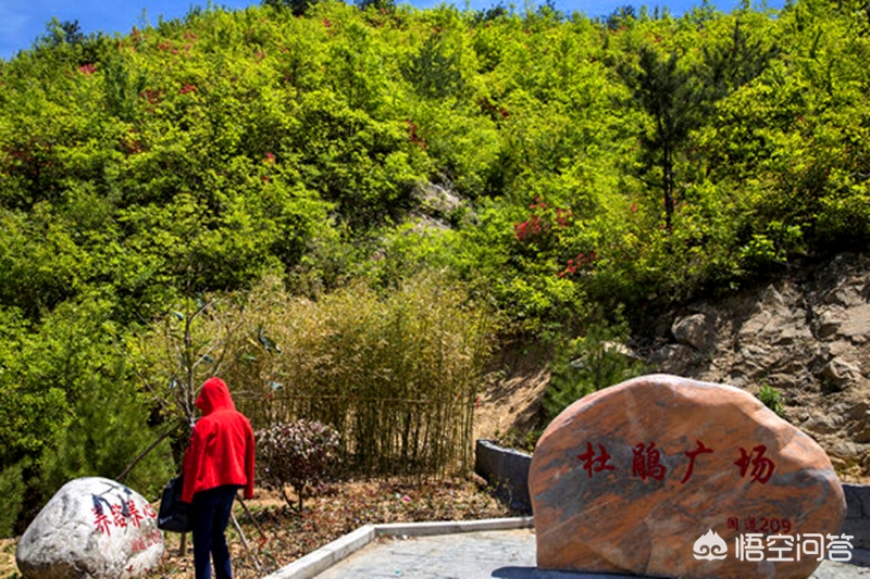河南省内哪里的杜鹃比较多？