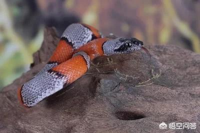 在农村菜园子浇菜，看到一条非常漂亮的红蛇，这种红颜色的蛇有毒吗？能捉吗？