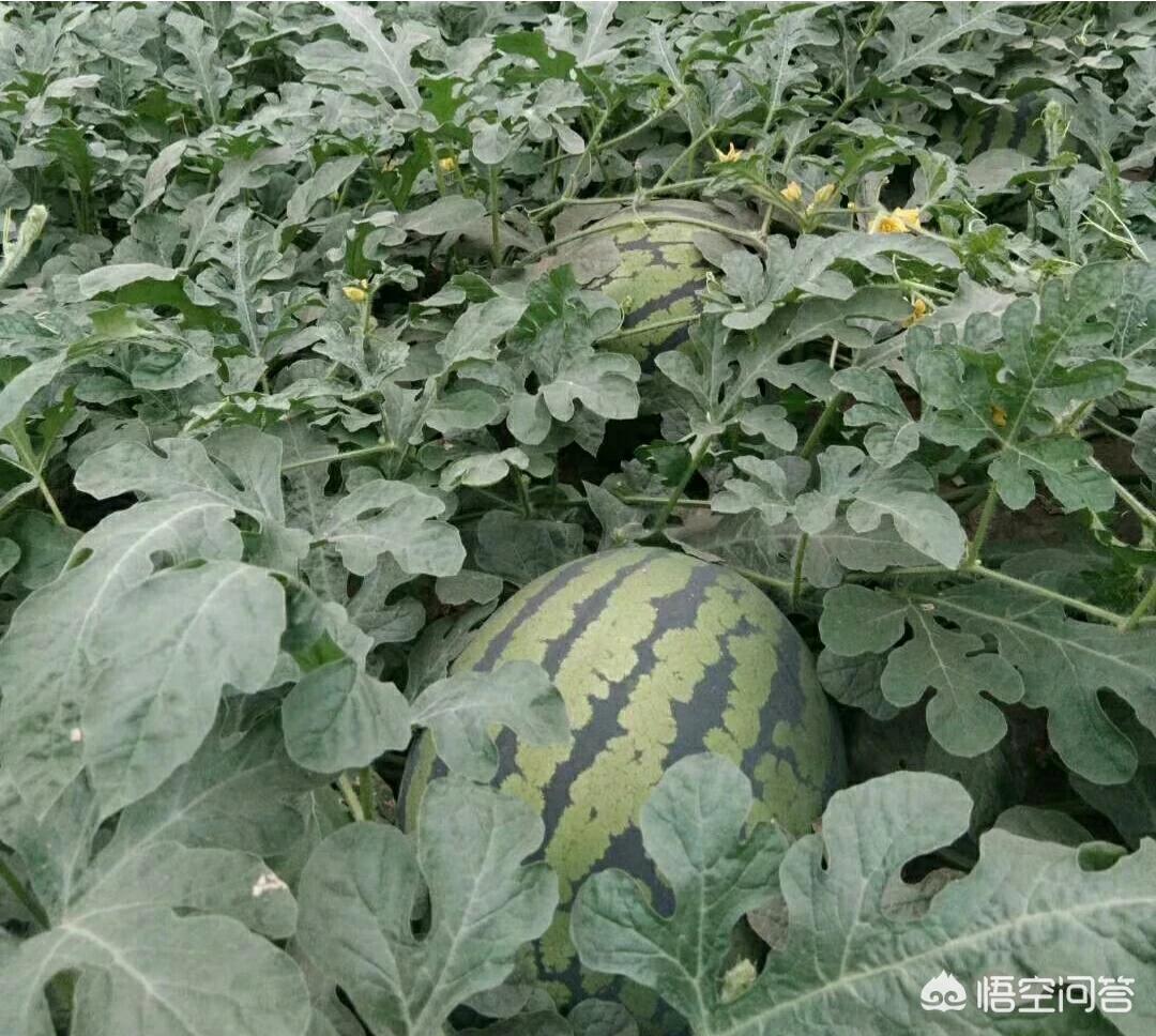 打叉打叉符号 打叉打叉符号