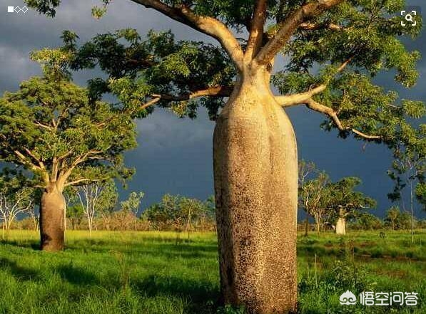 [男子种猴面包树18年]中国猴面包树现状？