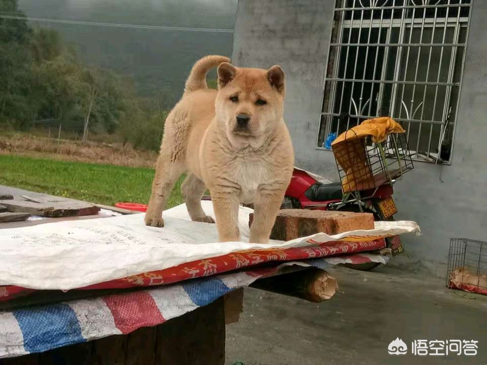 没有狗狗的海外生活，没有狗狗的海外生活视频