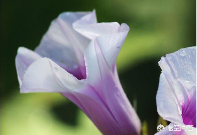 红薯花图片大全(地瓜花有哪些品种?) 红薯花图片大全(地瓜花有哪些品种?)