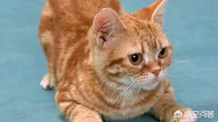 猫快死的七大征兆?:快猫vip 猫快死的七大征兆?:快猫vip