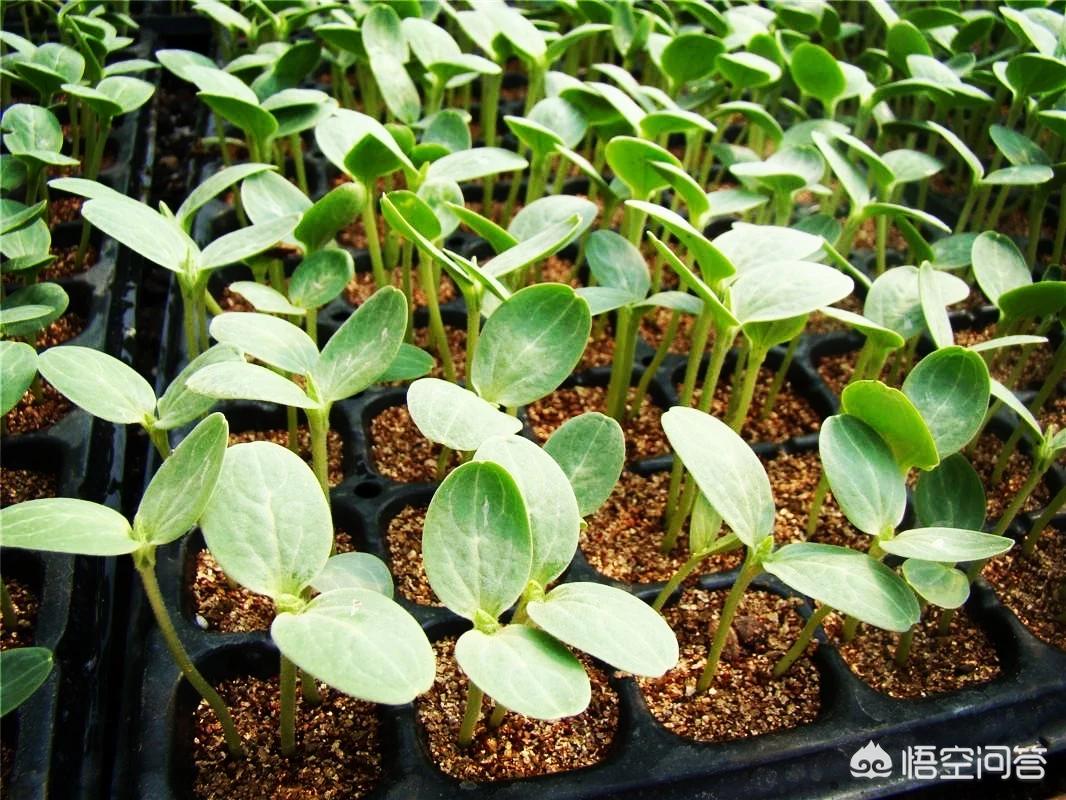 河南露地西瓜种植时间？