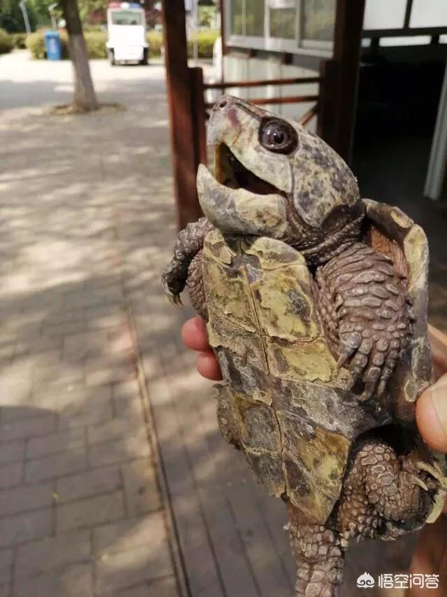 合肥市超级物种有哪些