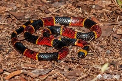 在农村菜园子浇菜，看到一条非常漂亮的红蛇，这种红颜色的蛇有毒吗？能捉吗？