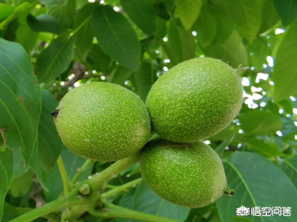 坐卧铺嫌同车人脚臭（硬卧脚臭不敢脱鞋怎么办？）