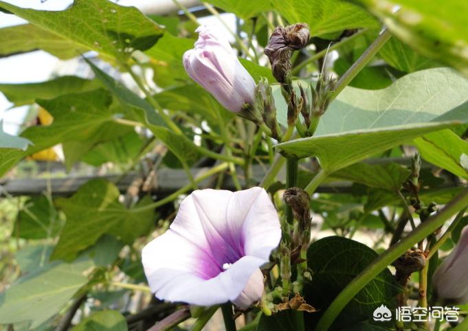 红薯花图片大全(地瓜花有哪些品种?) 红薯花图片大全(地瓜花有哪些品种?)