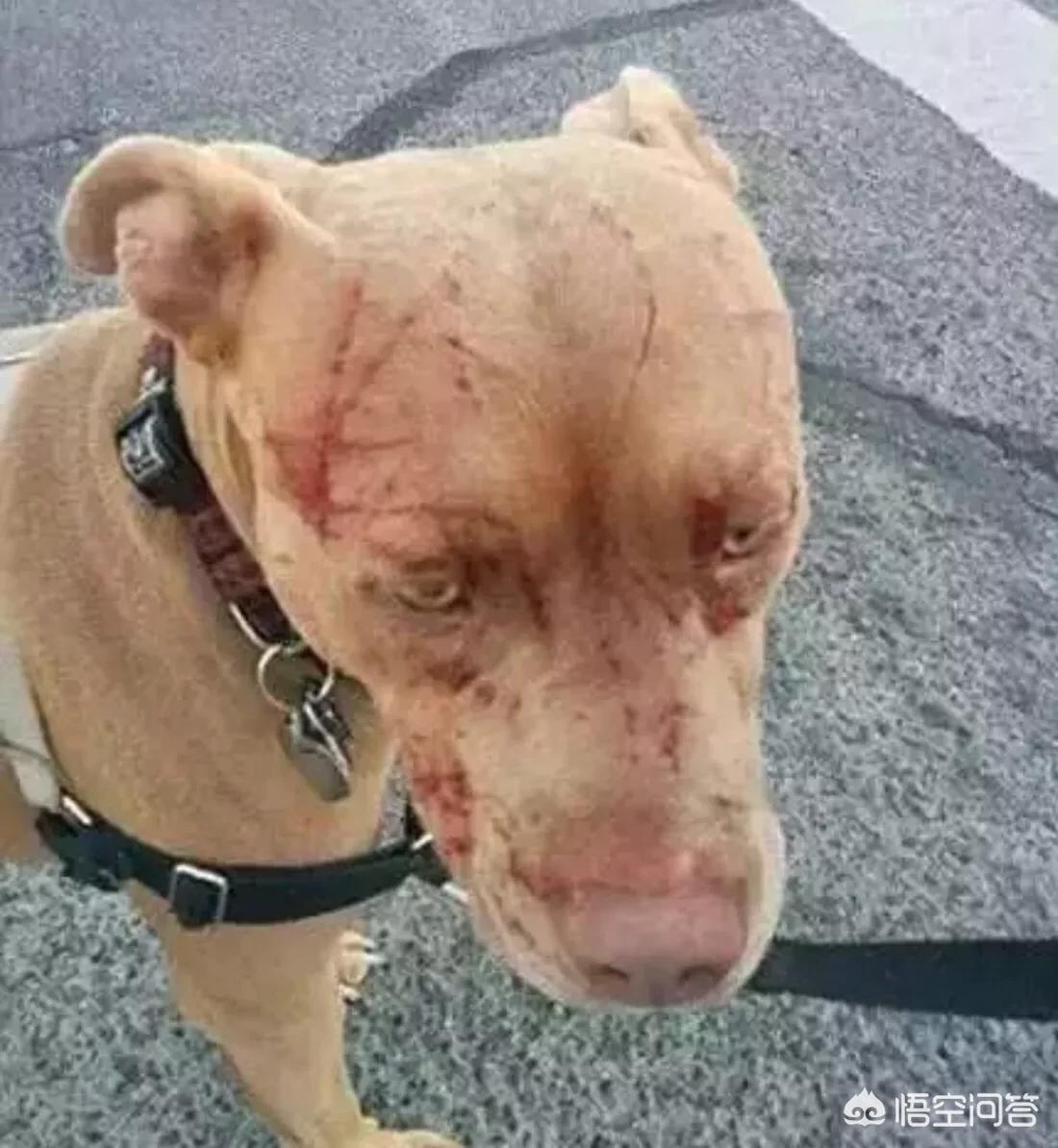 猫快死的七大征兆？：快猫vip