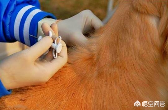 长沙允许养的中大型犬有哪些？