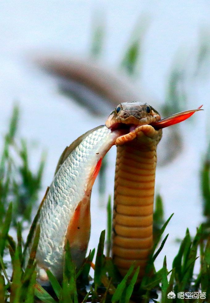 在农村菜园子浇菜，看到一条非常漂亮的红蛇，这种红颜色的蛇有毒吗？能捉吗？
