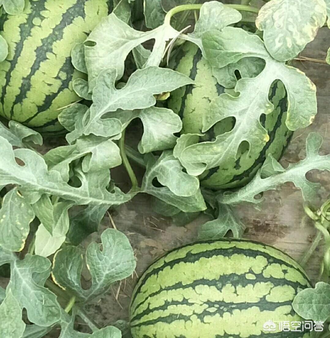 打叉打叉符号 打叉打叉符号