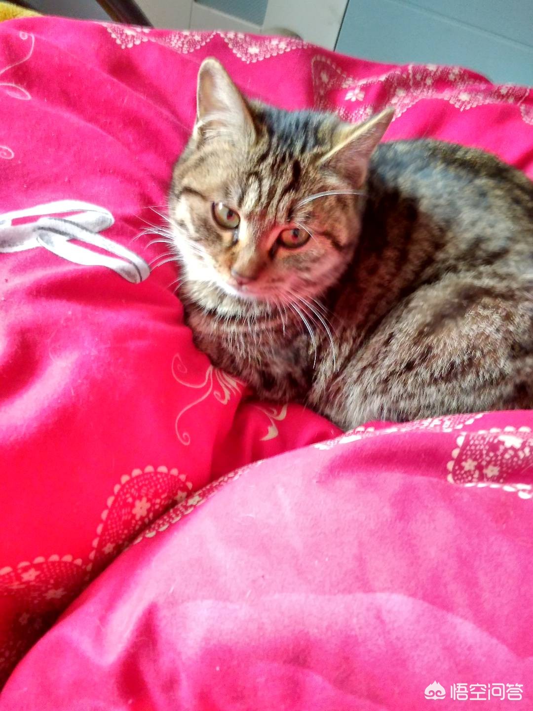 猫快死的七大征兆？：快猫vip