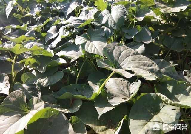 红薯花图片大全(地瓜花有哪些品种?) 红薯花图片大全(地瓜花有哪些品种?)