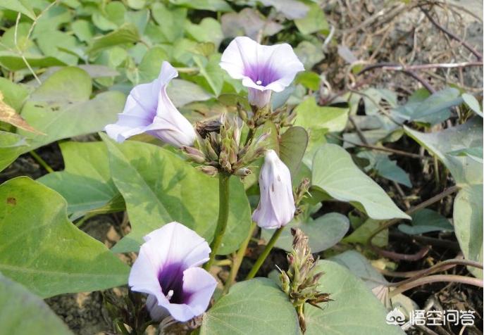 红薯花图片大全（地瓜花有哪些品种？）
