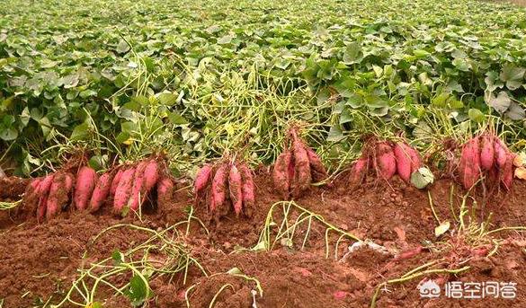 红薯花图片大全(地瓜花有哪些品种?) 红薯花图片大全(地瓜花有哪些品种?)