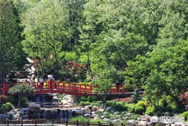大连市市树是什么树