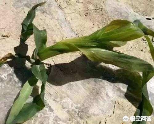 甘肃苹果网络营销策划公司,苹果兰州授权店有哪些?