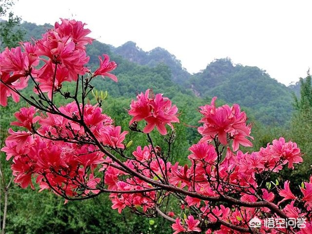 河南省内哪里的杜鹃比较多？