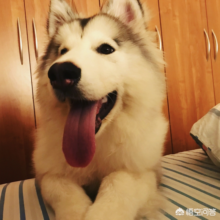 把狗狗寄放在宠物店好吗？：小狗被困宠物店死亡