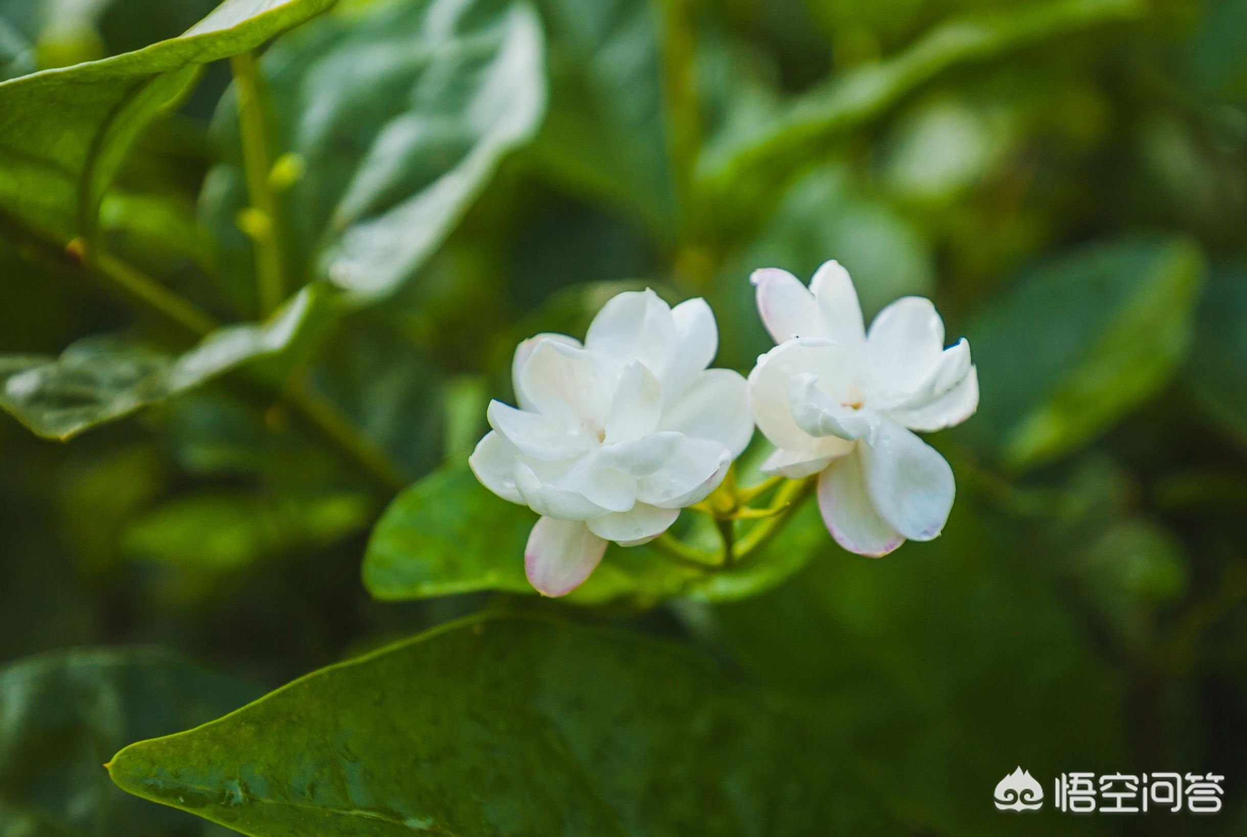 新买的茉莉把花蕾全剪了有影响吗？有没有好处？