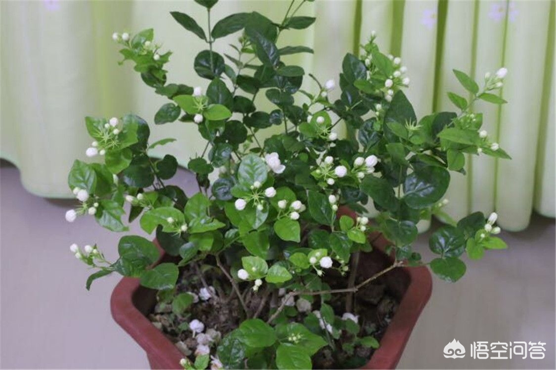 新买的茉莉把花蕾全剪了有影响吗？有没有好处？