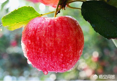 山东苹果app开发公司