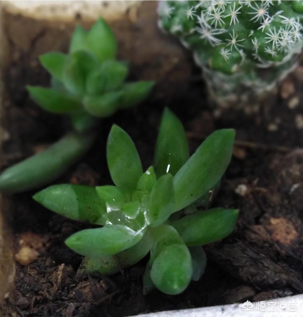 蒲公英有什么作用与功效?