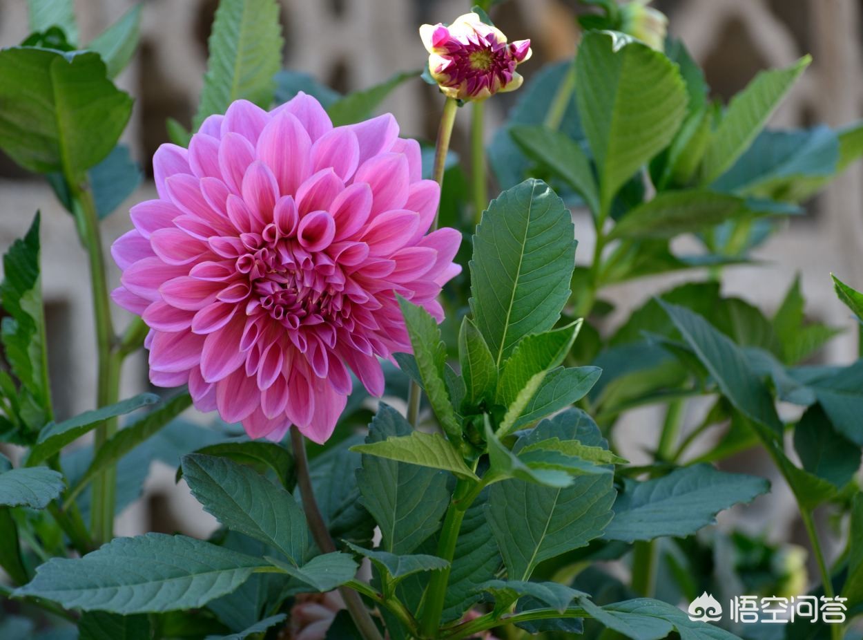 红薯花图片大全(地瓜花有哪些品种?) 红薯花图片大全(地瓜花有哪些品种?)