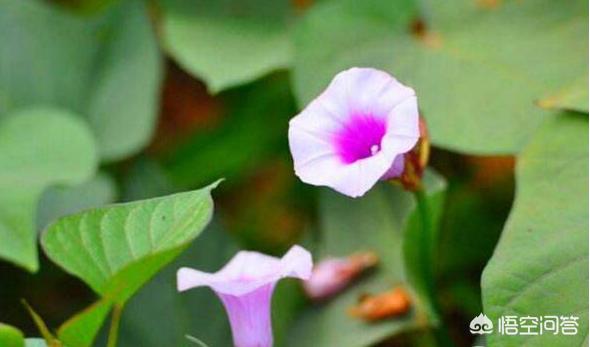 红薯花图片大全（地瓜花有哪些品种？）