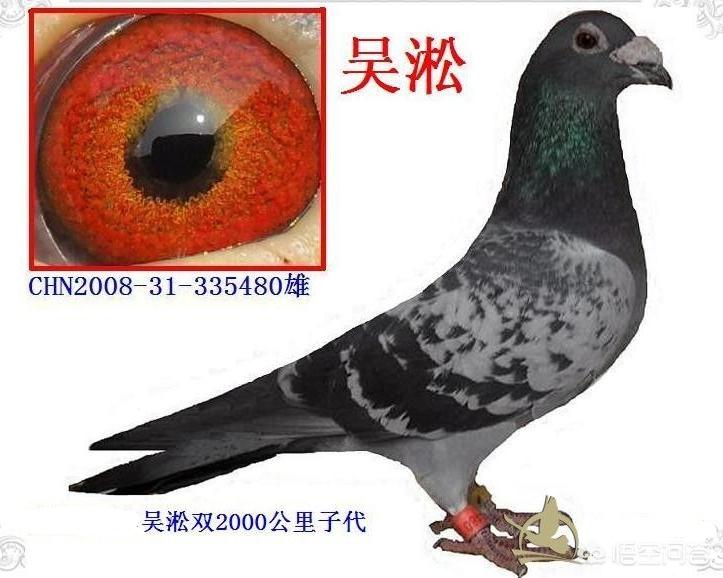 鸽子的海外生活特点，鸽子的海外生活特点是什么