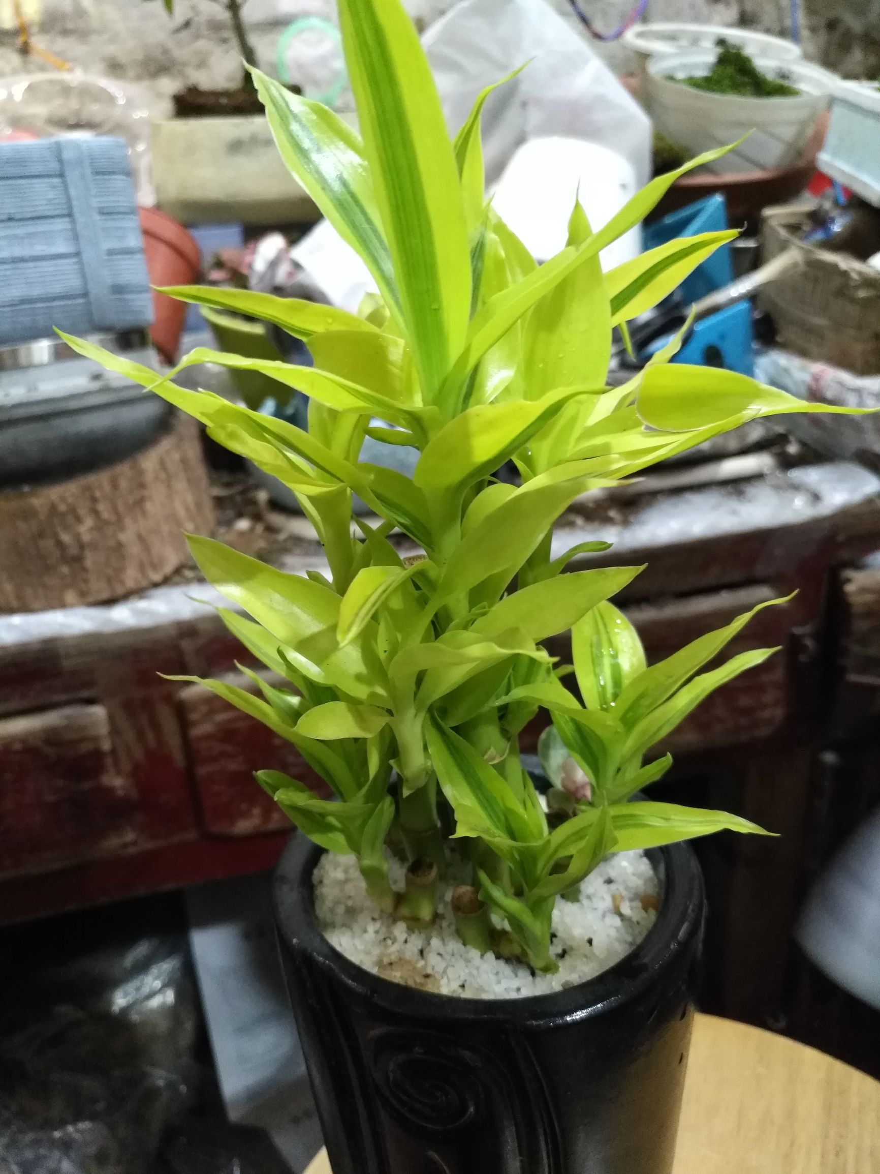在广州海珠区小洲村那租房子大概要多少钱？