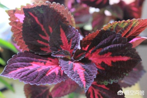 植物养护信息牌，植物养护牌怎么做?