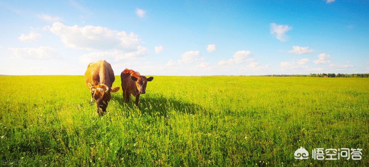 [牛年春联]关于牛年的十个对联？