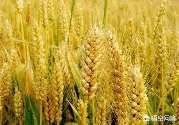 河南省小麦品种哪个最好