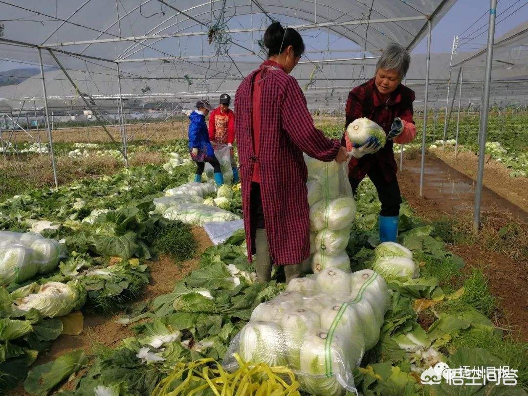 大连市什么时候挖地瓜