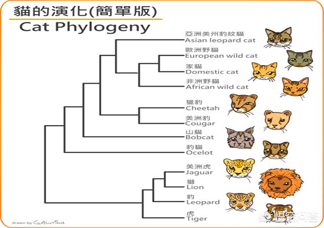 动物园老虎咬死猫