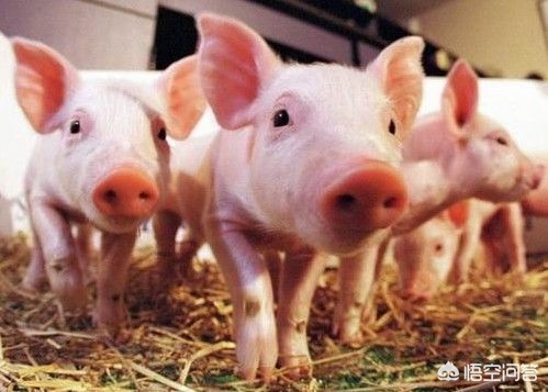 为什么大连市的猪肉便宜