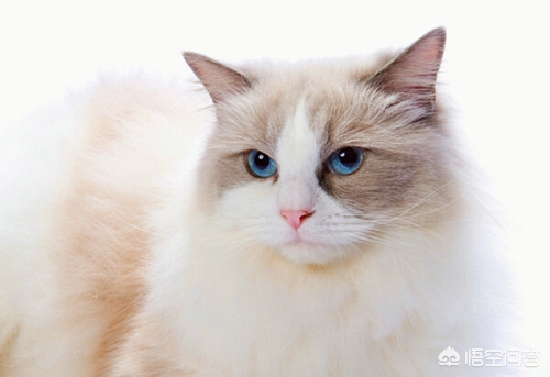 [买猫被传染满脸猫藓]摸了几下有猫藓的猫该怎么办呢？
